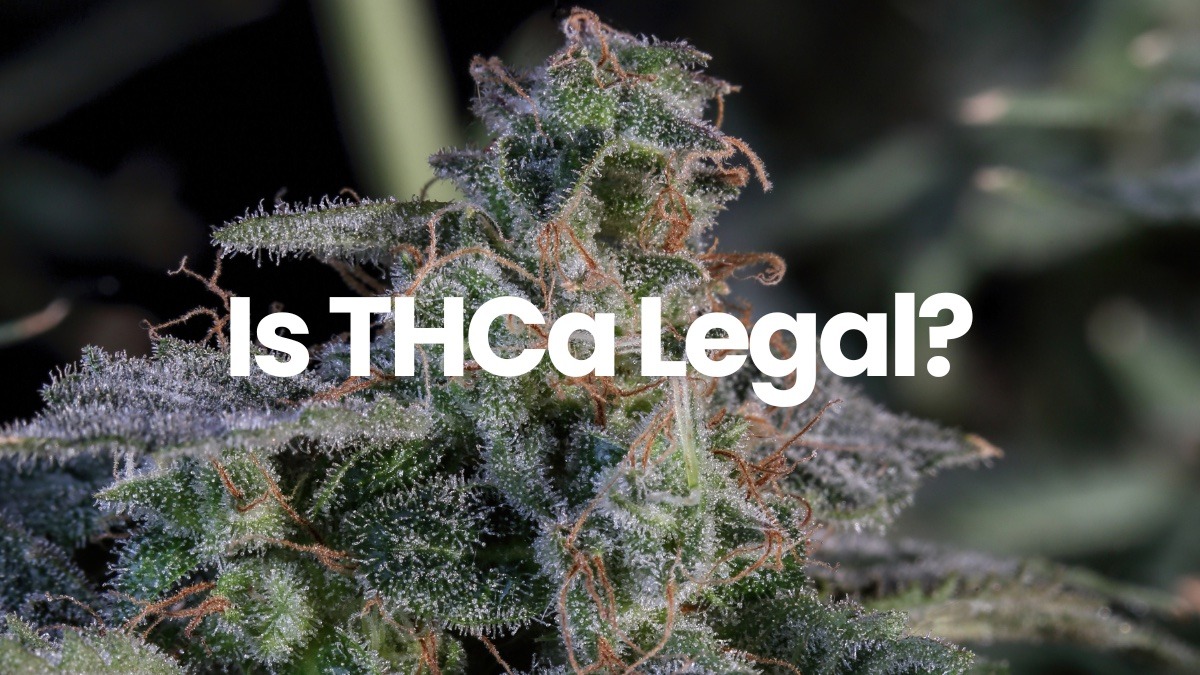 Is THCa Legal? blog